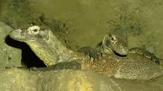 Poznańskie warany to jedyne smoki z Komodo w Polsce