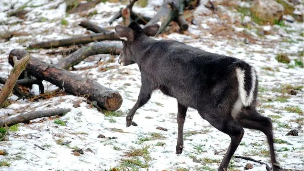 Jelonek już na wybiegu 