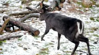 Jelonek już na wybiegu 