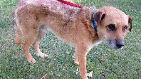 Świecie. Herkules potrzebuje karmy i tymczasowego domu