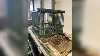 W klatkach przetrzymywano prawie 500 ptaków