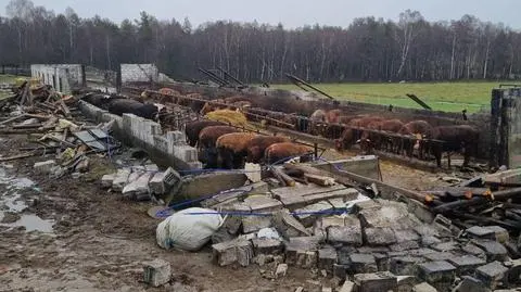 Obora zniszczona, zwierząt całe