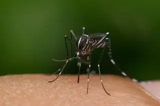 Komar egipski (Aedes aegypti)