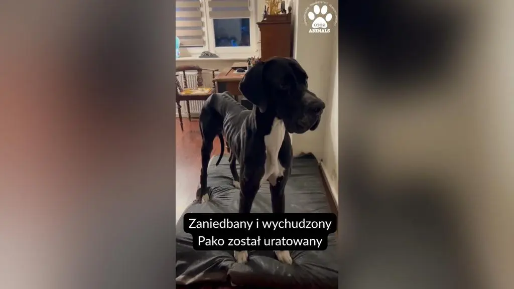 Odebrali wychudzonego psa właścicielowi 