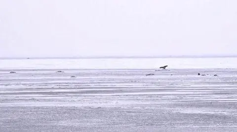 Łabędzie były zakażone ptasią grypą. Proszą, by nie dokarmiać teraz ptaków i nie zbliżać się do nich