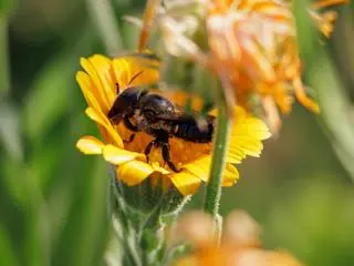 Pszczoła Osmia lignaria