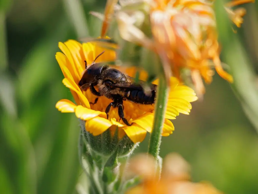 Pszczoła Osmia lignaria