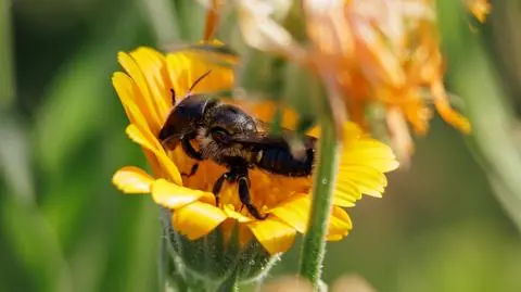 Pszczoła Osmia lignaria
