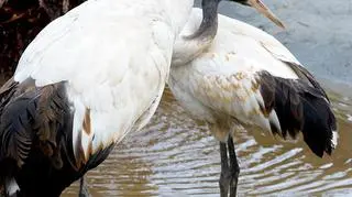 Żurawie przyjechały z Miejskiego Ogrodu Zoologicznego w Płocku
