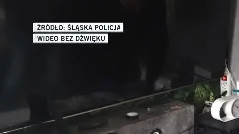 falszywki