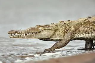 Krokodyl amerykański (Crocodylus acutus) - zdj. ilustracyjne