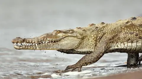 Krokodyl amerykański z Kostaryki