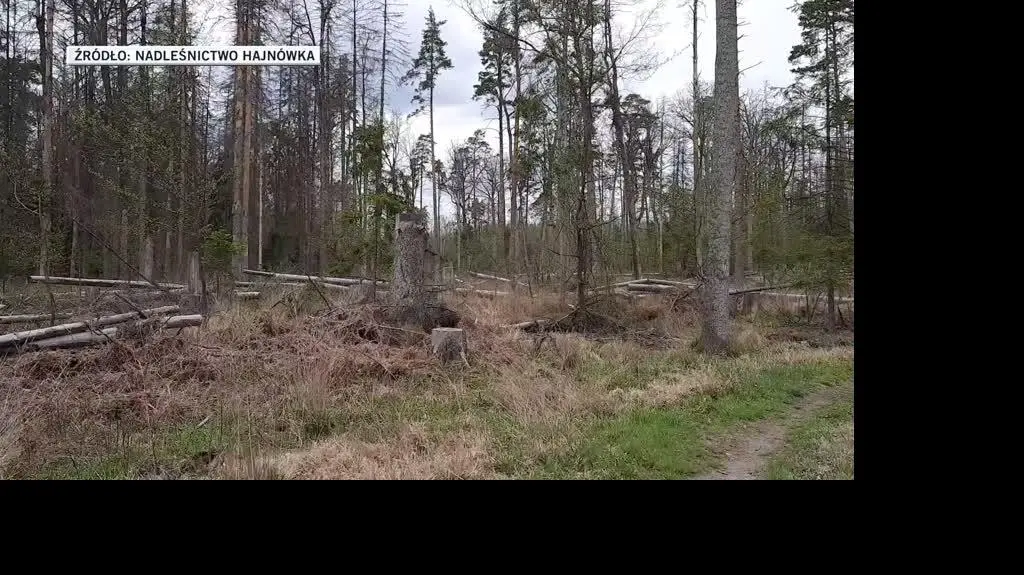 puszcza
