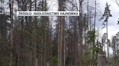 puszcza