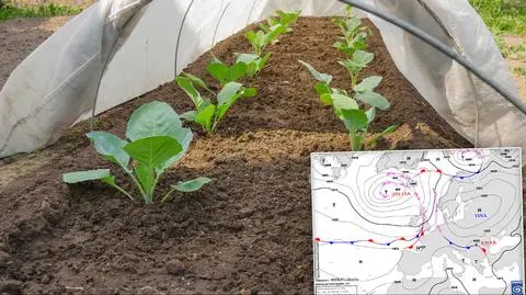 Tina rządzi w pogodzie. "Sadzonki w ogrodach trzeba wciąż przykrywać"