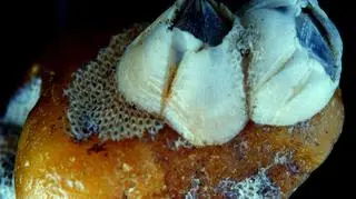 Bryłka bursztynu "obrośnięta" pąklami