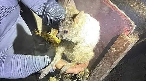Wybuchł pożar, strażacy ewakuowali kangury