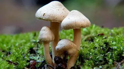 Grzyby mogą wspomóc nas w walce ze zmianami klimatu
