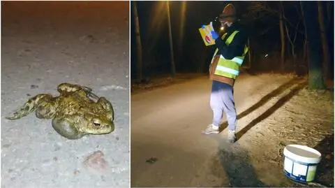 Strażnicy dopilnowali, żeby każda zauważona ropucha bezpiecznie przeszła przez jezdnię