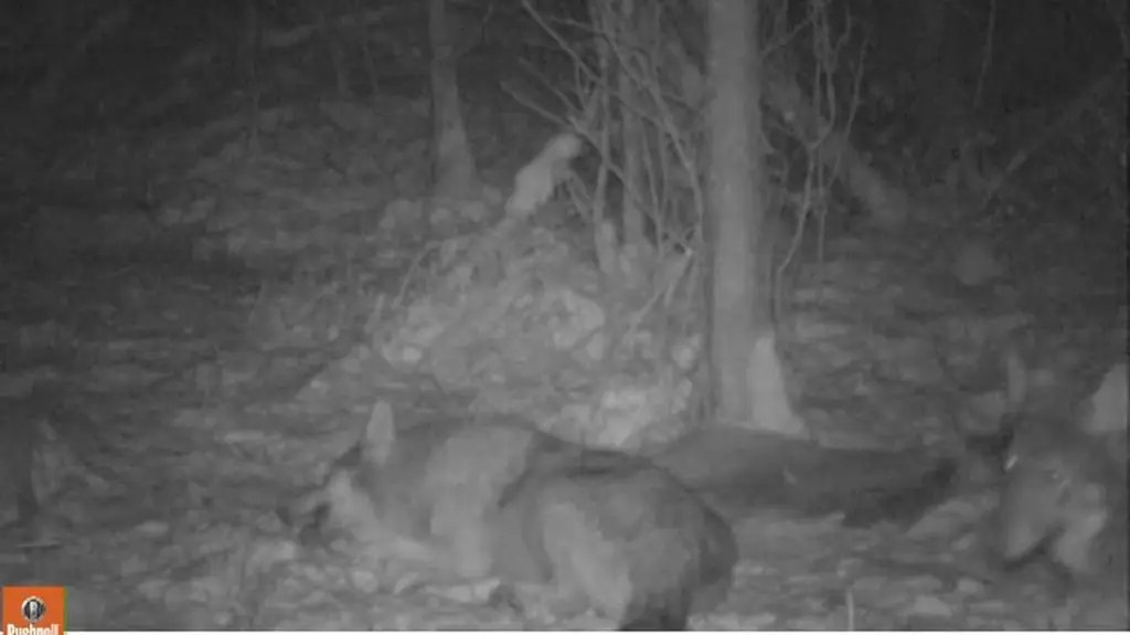Fotopułapka uchwyciła też wilki