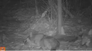 Fotopułapka uchwyciła też wilki