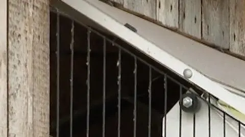 Wiktor Pełka cały wolny czas poświęca gołębiom pocztowym