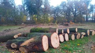 Ekolodzy alarmują, że pod Bolesławcem doszło do nielegalnej wycinki drzew