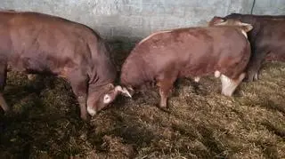 Byki mogą być agresywne