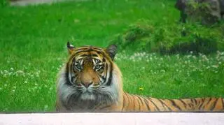 Tygrys wyleguje się na trawie 