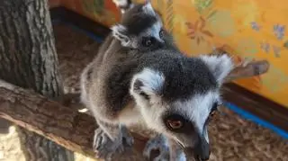 Lemurzyca Lucie, która trafiała do ZOO w Borysewie została mama