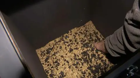 Dodawał do pieca owies