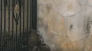 Akcja uwalniania szopa trwała około 40 minut