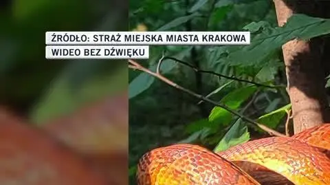 Straż Miejska Miasta Krakowa
