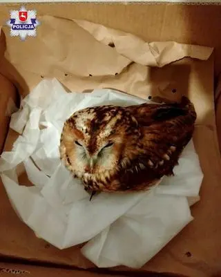 Policjant zabrał sowę do domu