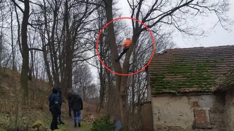 Uciekając przed policją, wszedł na dach, a następnie na drzewo