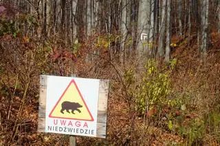 Tablice ostrzegawcze informują o obecności niedźwiedzi