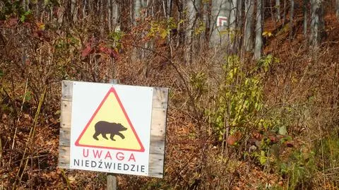 Niedźwiedź zaatakował leśnika w Bieszczadach. 