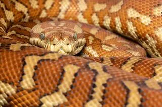 Pyton Bredla (Morelia bredli) - zdj. przykładowe