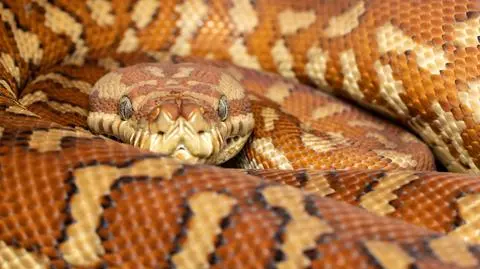 Pyton Bredla (Morelia bredli) - zdj. przykładowe