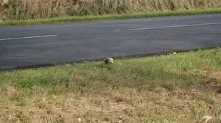 W latarnie rzucano dyniami