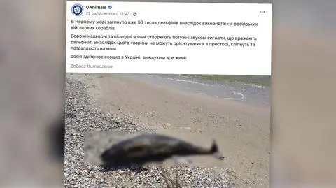 "Absolutnie straszne". W Morzu Czarnym mogło zginąć prawie 50 tysięcy delfinów
