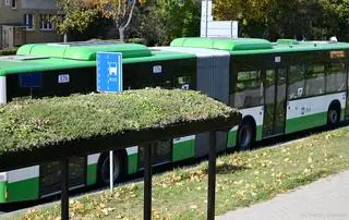Jeden z zielonych przystanków 
