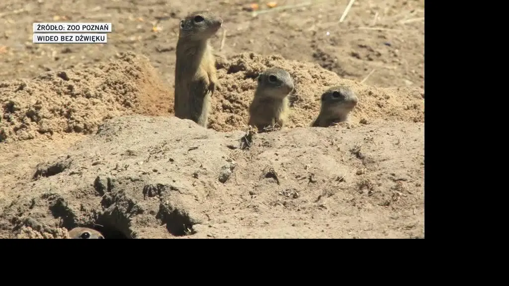slideshow zoo