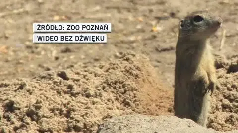slideshow zoo