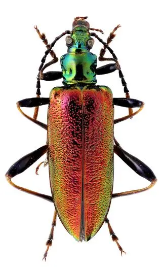 Donaciolagria regia
