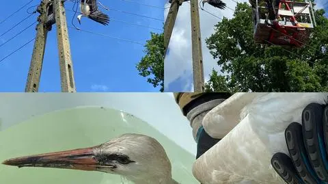 Strażacy uratowali bociana