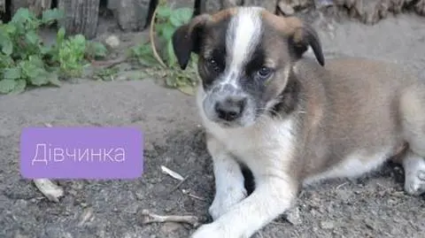 Dostali wiadomość z Ukrainy, postanowili pomóc bezpańskim szczeniakom. Urzędnicy chcą znaleźć im nowe domy