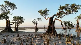Plaża Walakiri Beach, Sumba, Indonezja 