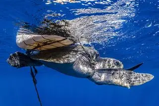 Henley Spiers, zdjęcie nominowane w konkursie Ocean Photographer of the Year 2021 w kategorii Ochrona