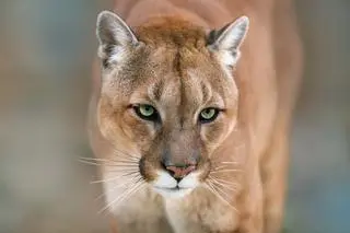 Puma (zdjęcie ilustracyjne)